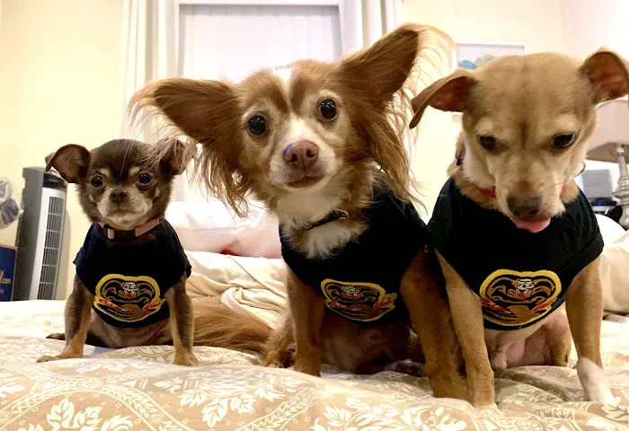 Point Pleasant Veterinary Hospital Picture 8