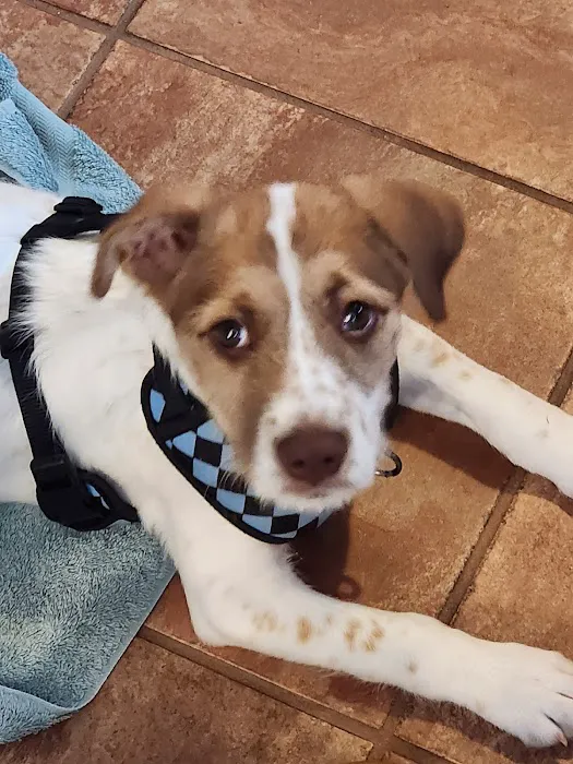 Point Pleasant Veterinary Hospital Picture 7