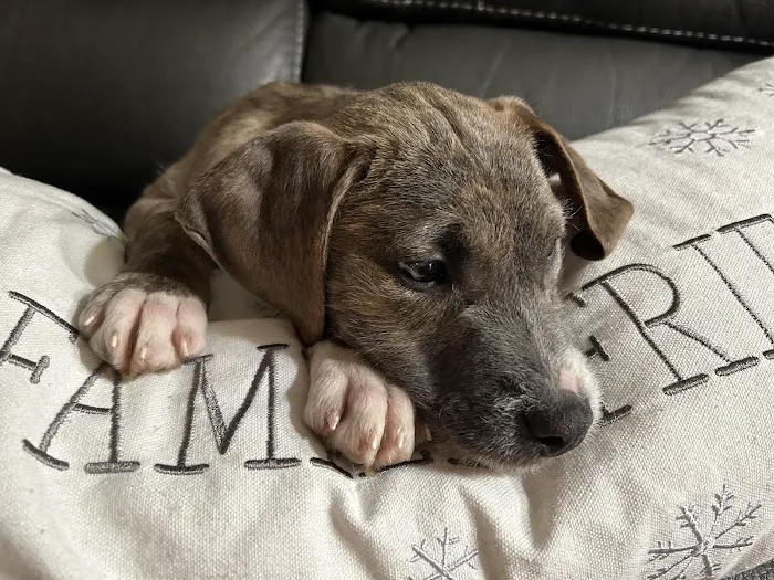 Point Pleasant Veterinary Hospital Picture 10