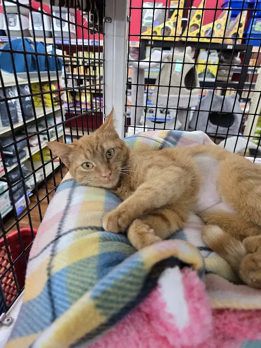 Pet Supermarket Picture 3