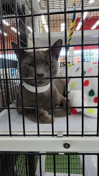 Pet Supermarket Picture 5