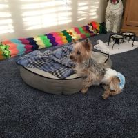 VCA Ocean County Animal Hospital ico