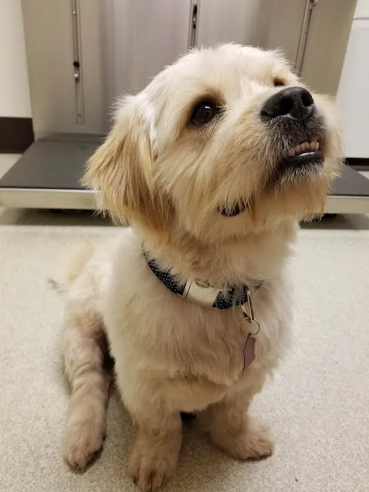 VCA Ocean County Animal Hospital Picture 3