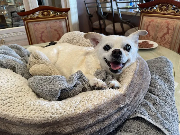 VCA Ocean County Animal Hospital Picture 4