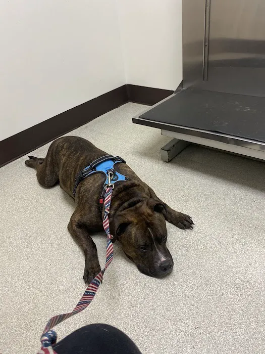 VCA Ocean County Animal Hospital Picture 5