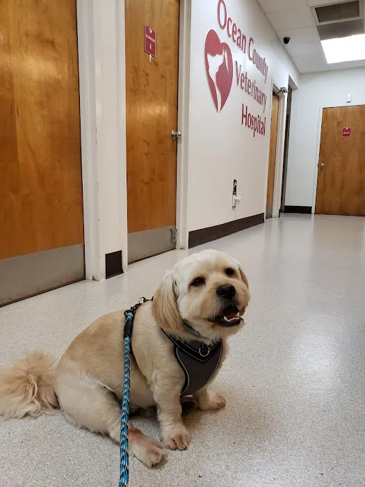 VCA Ocean County Animal Hospital Picture 7