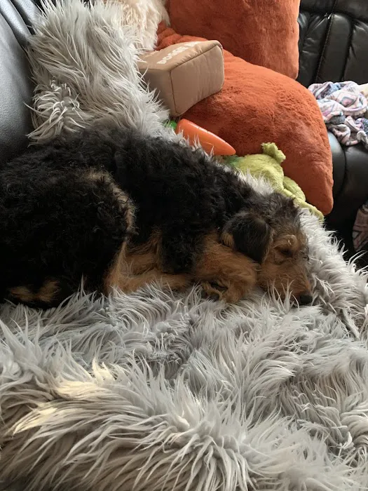 Puppy Avenue Picture 5