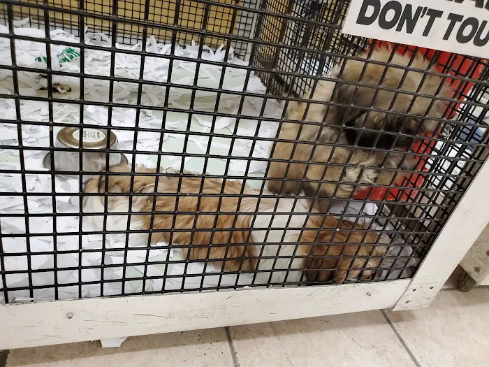 Puppy Avenue Picture 6