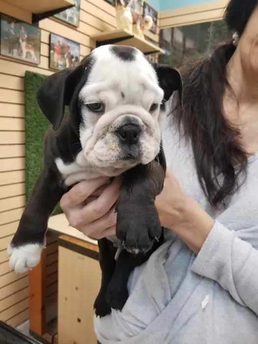 Puppy Avenue Picture 7