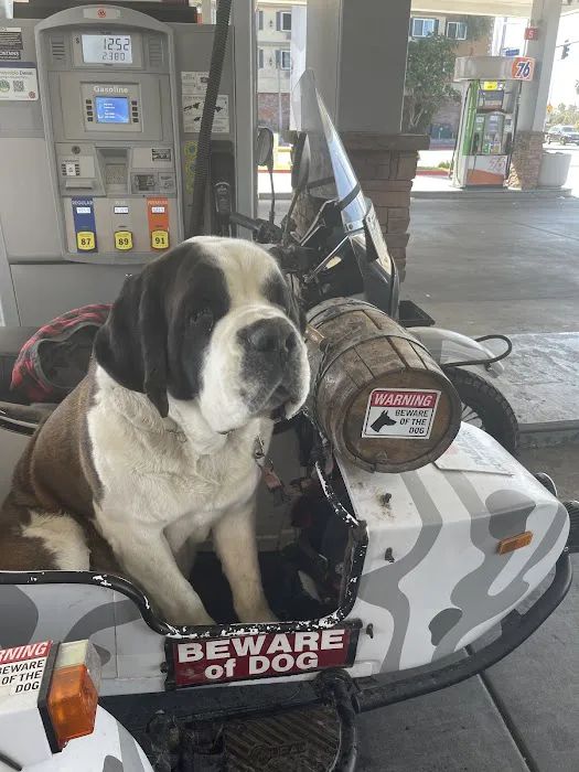 Puppy Avenue Picture 8