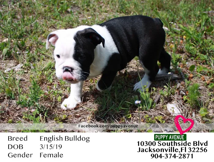 Puppy Avenue Picture 10