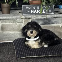 ANIMAL HOSPITAL OF NORTH DOVER ico