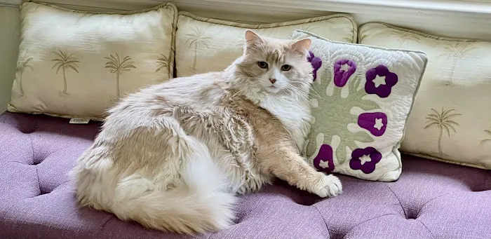 ANIMAL HOSPITAL OF NORTH DOVER Picture 3