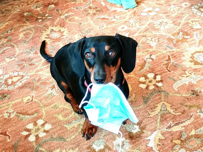 ANIMAL HOSPITAL OF NORTH DOVER Picture 5