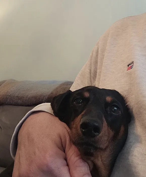 ANIMAL HOSPITAL OF NORTH DOVER Picture 7