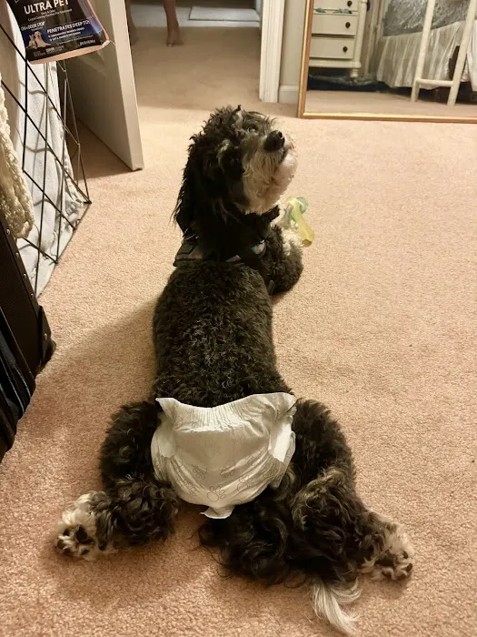 ANIMAL HOSPITAL OF NORTH DOVER Picture 6