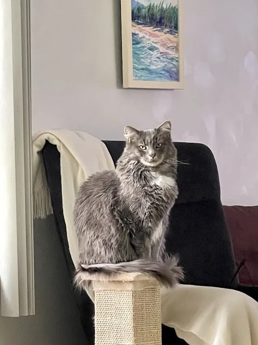 ANIMAL HOSPITAL OF NORTH DOVER Picture 9