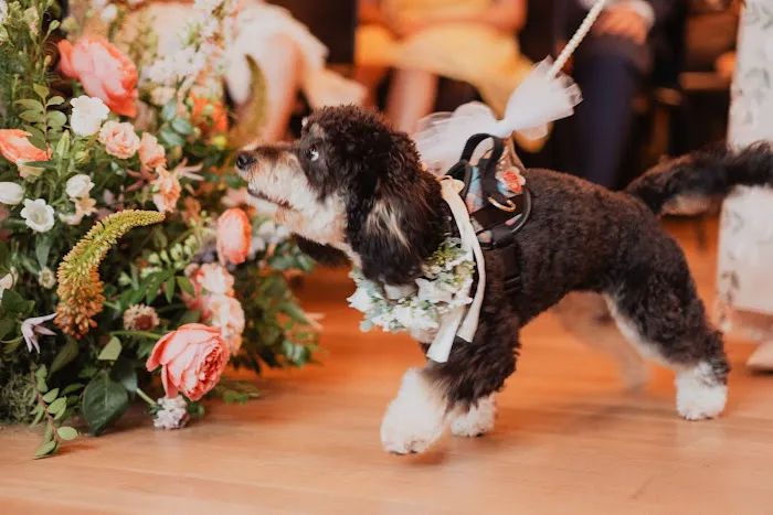 ANIMAL HOSPITAL OF NORTH DOVER Picture 10