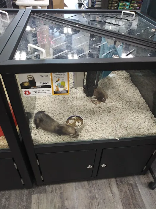 Pet Supermarket Picture 5