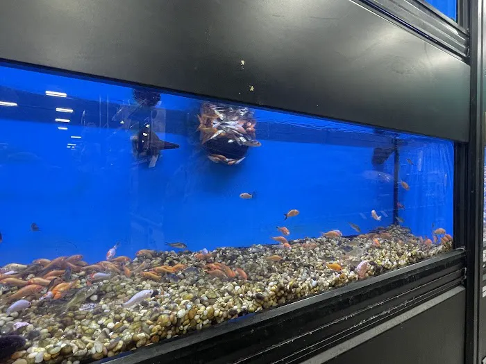 Pet Supermarket Picture 8