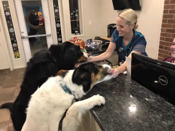 HousePaws Mobile Veterinary Service of Morrisville Picture 3