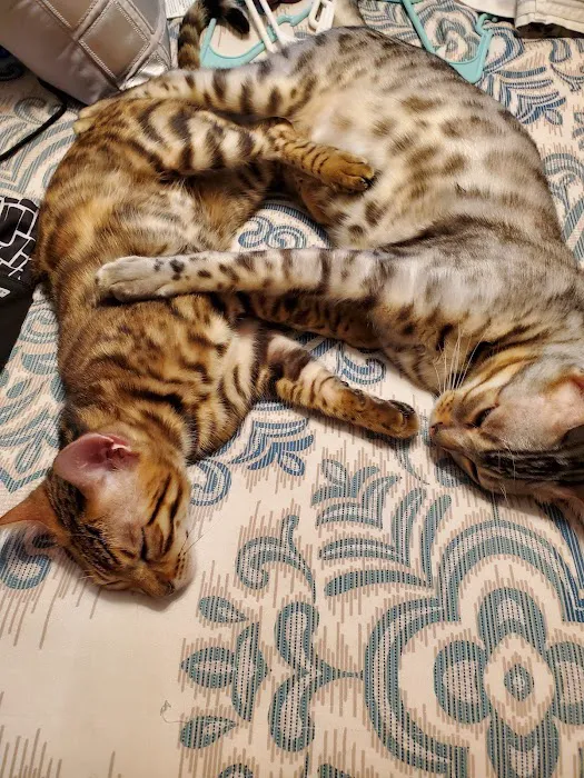 Xtreme Exotics Picture 4