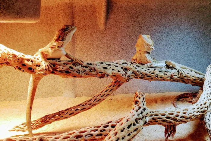 Xtreme Exotics Picture 8