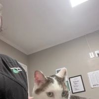 Morrisville Veterinary Hospital ico