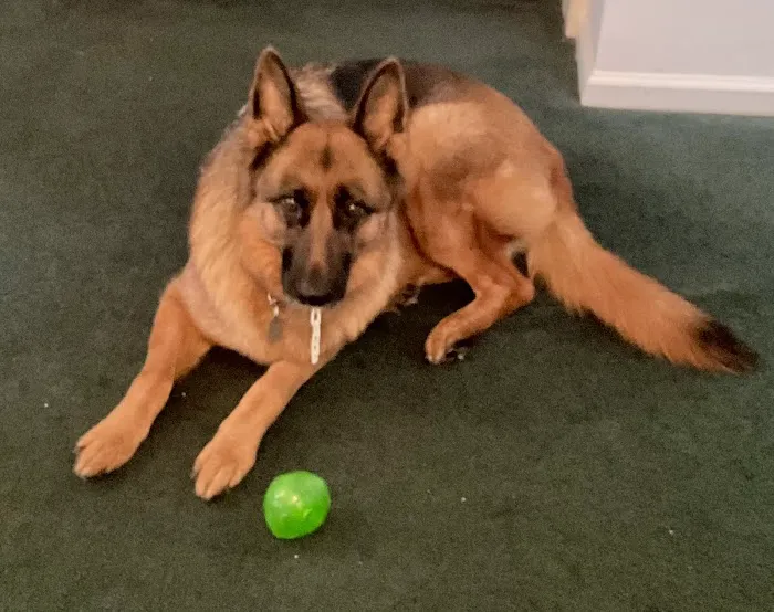 Morrisville Veterinary Hospital Picture 5