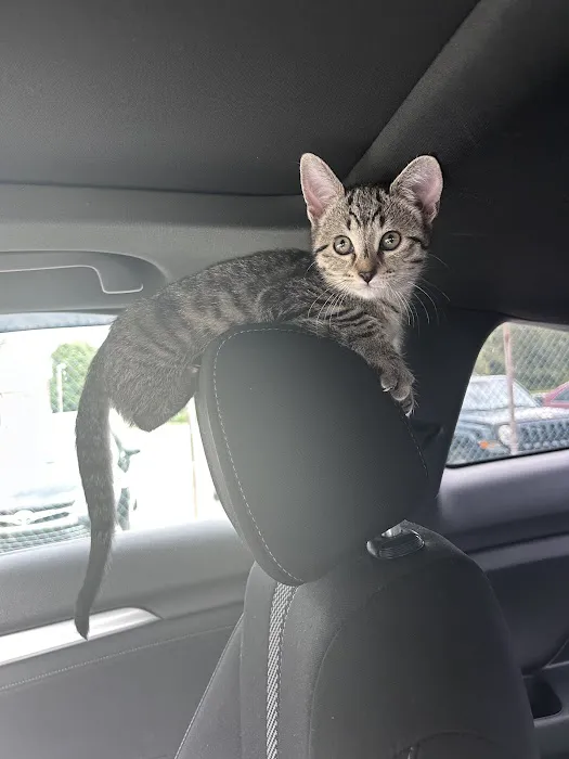 Morrisville Veterinary Hospital Picture 7