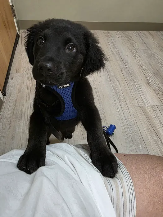 Morrisville Veterinary Hospital Picture 8