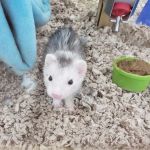 Pet Supermarket