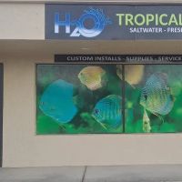 H2O Tropical Fish ico
