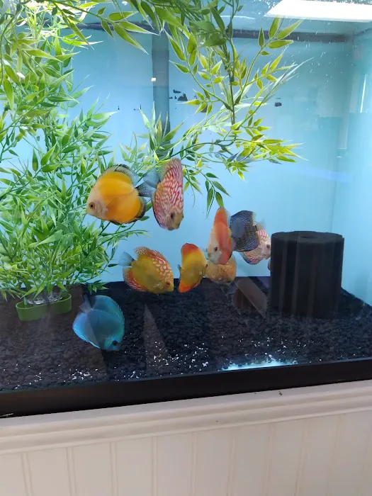 H2O Tropical Fish Picture 3