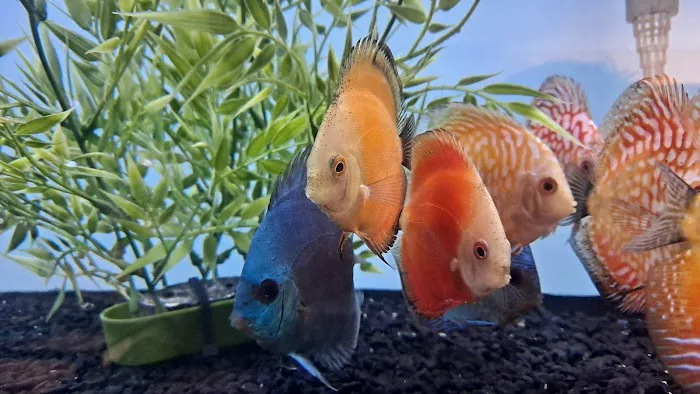 H2O Tropical Fish Picture 5