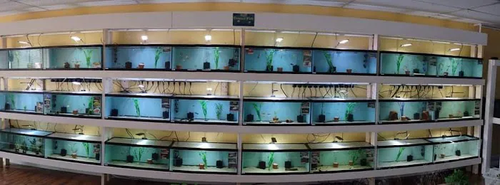 H2O Tropical Fish Picture 4