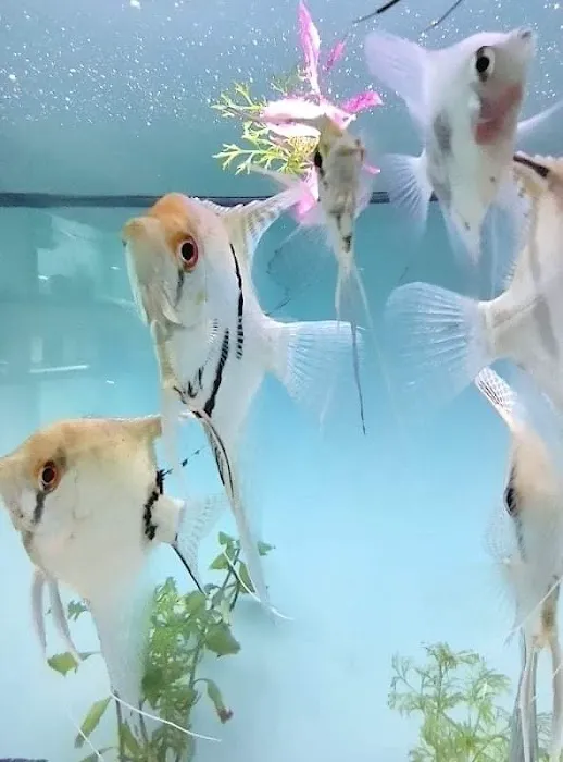 H2O Tropical Fish Picture 9