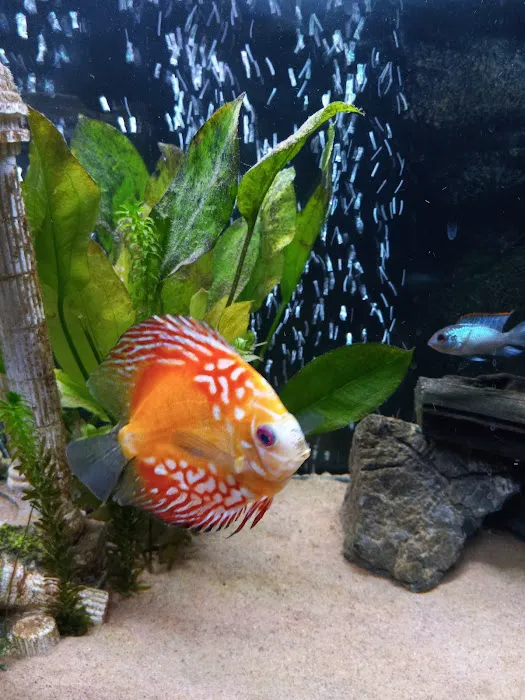 H2O Tropical Fish Picture 7