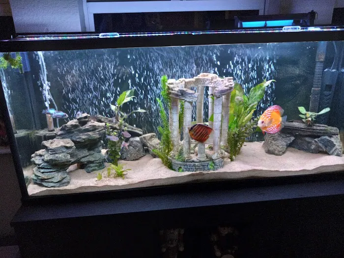 H2O Tropical Fish Picture 10