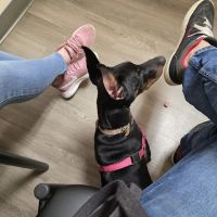 Mansfield Veterinary Hospital ico