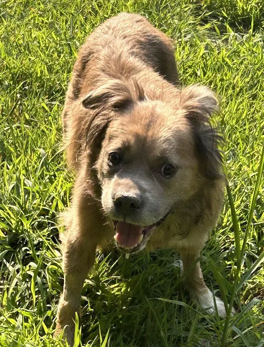 Mansfield Veterinary Hospital Picture 10