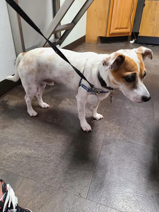 Paws 'N Claws Veterinary Clinic LLC Picture 3