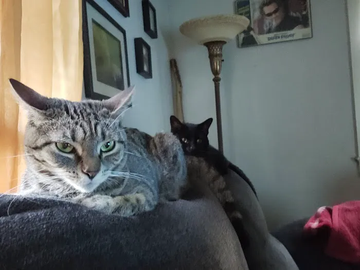 Paws 'N Claws Veterinary Clinic LLC Picture 1