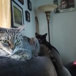 Paws 'N Claws Veterinary Clinic LLC