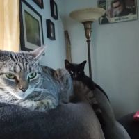 Paws 'N Claws Veterinary Clinic LLC ico