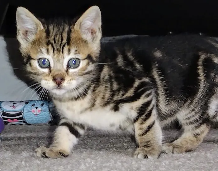 Paws 'N Claws Veterinary Clinic LLC Picture 4