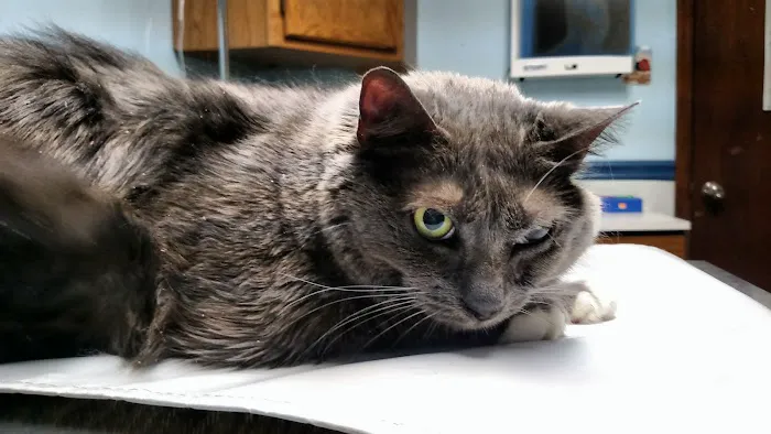 Paws 'N Claws Veterinary Clinic LLC Picture 5