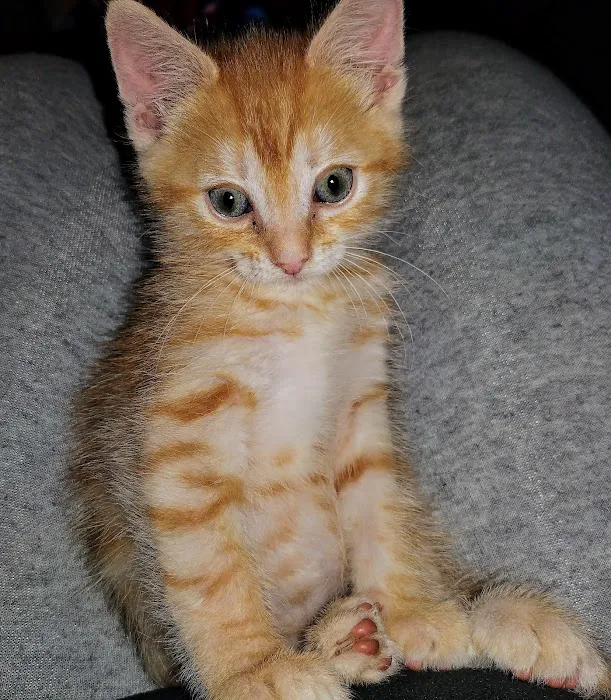 Paws 'N Claws Veterinary Clinic LLC Picture 7