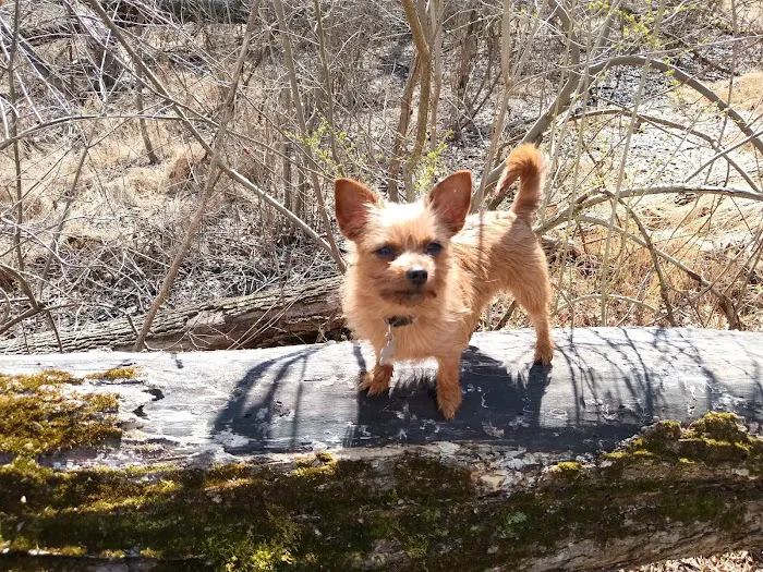 Paws 'N Claws Veterinary Clinic LLC Picture 9