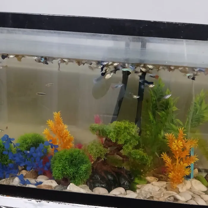 House peces tropicales Picture 2